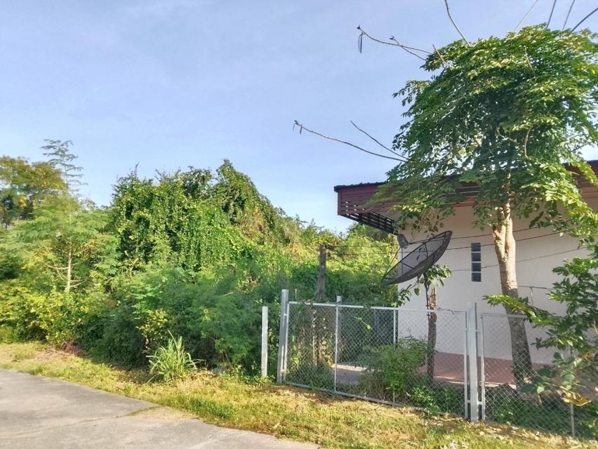 ขายที่ดินแปลงสวย เนื้อที่ 300 ตร.ว. ทำเลชุมชนบ้านหนองบัวลาย อ.บัวลาย จ.นครราชสีมา 6