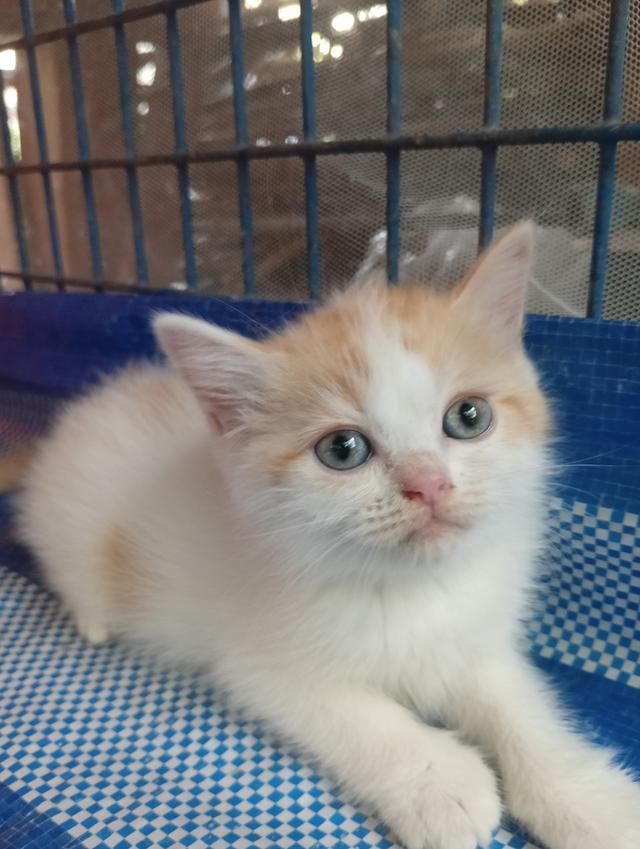 แมวสก็อตติช เพศเมีย น่ารัก รูปที่ 5