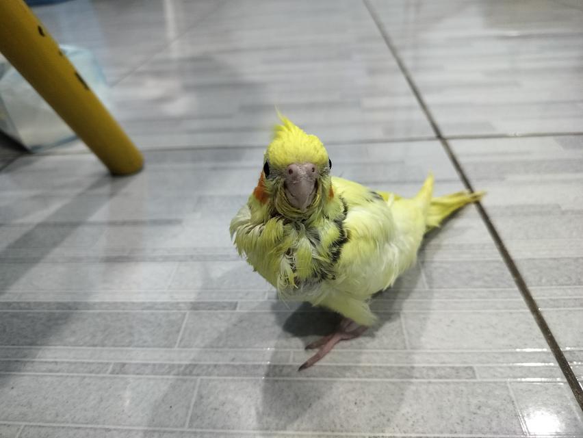 นกค๊อกคาเทลสีเหลืองแก้มแดง