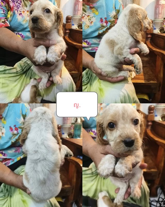 English Cocker Spaniel เพิ่ลรัก จำหน่ายลูกสุนัขพันธุ์อิงลิชค็อกเกอร์แท้ 7