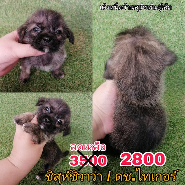 งบน้อยทางนี้ 2000 เท่านั้น ชิวาว่าผสมชิสุห์ ช. สีเมอร์ ไซส์เล็กน่ารัก
