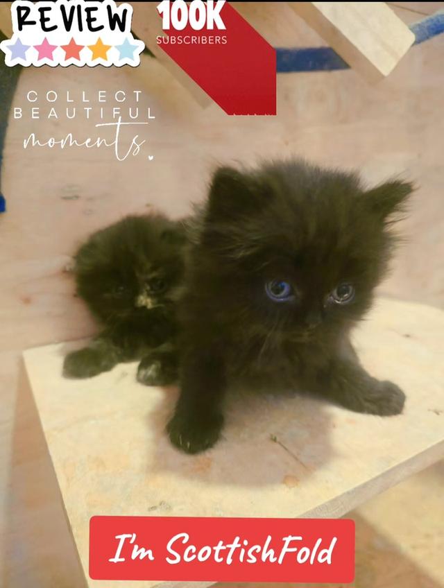 เปิดจองลูกแมวสก็อตติชโฟลด์ 6