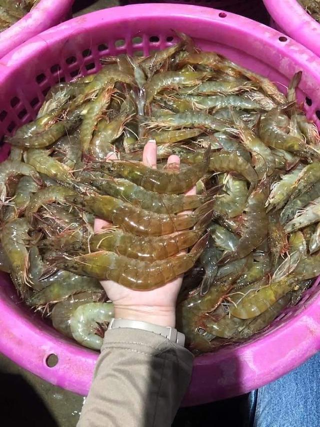 กุ้งขาว พร้อมจำหน่าย 3