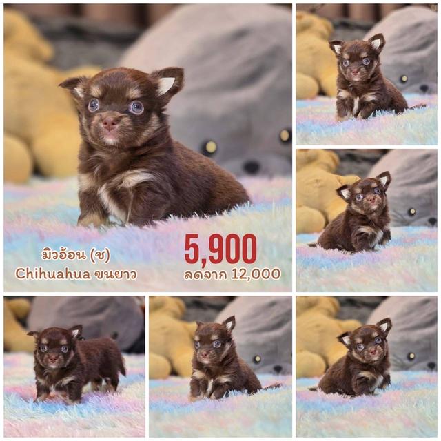 ชิวาวาแท้ขนยาว พิกัดรามอินทรา พร้อมย้ายบ้าน 6