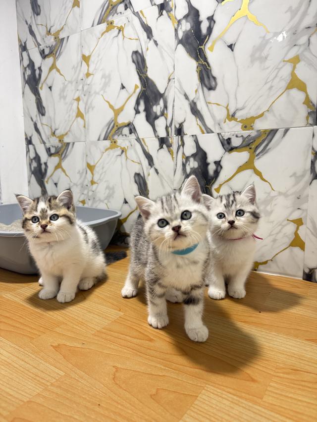 แมวพันธุ์สก๊อตติชแท้ รูปที่ 5