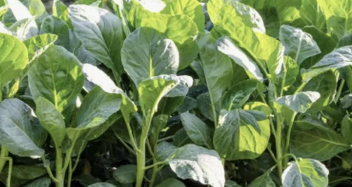 ฮอร์โมนพืช 1 ลิตรและรับจ้างผลิต 3