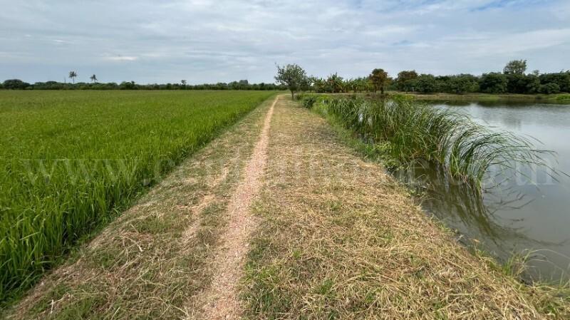 ที่ดิน 9-3-99.5 ไร่ ดอนโพธิ์ - สุพรรณบุรี มีผู้เช่า ทำเลดี 14