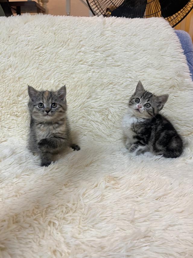 แมวสก๊อตติช   🥰😁😁❌❌❌❌ 16