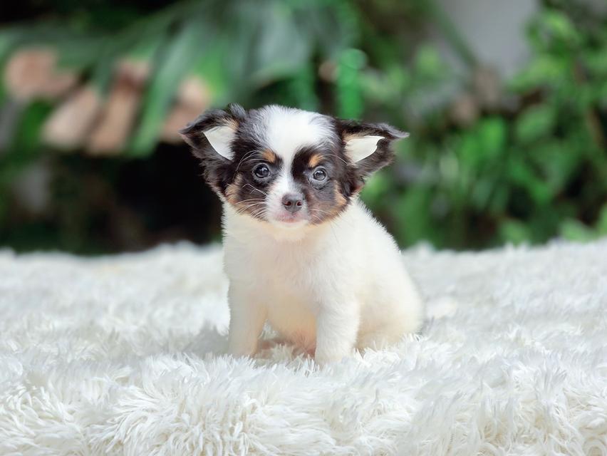 น้องจิมมี่ชิวาวาแท้ขนยาว รูปย่อยที่ 3