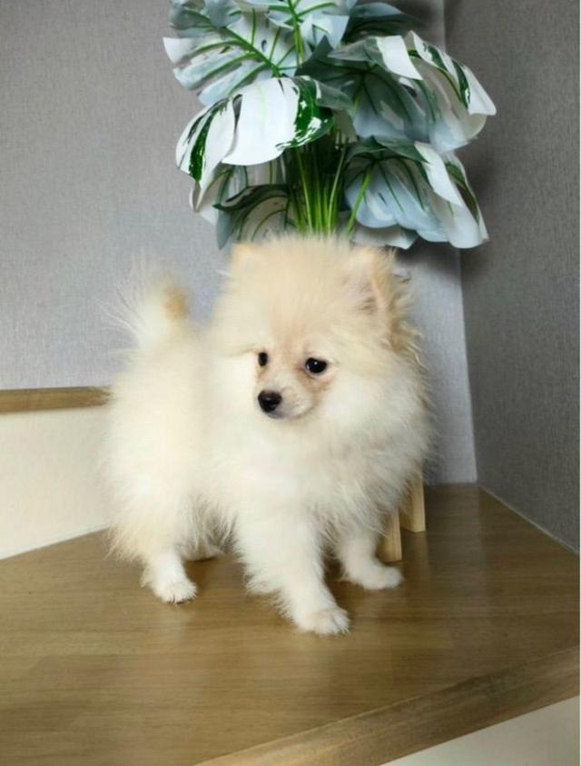 สุนัข Pomeranian 2