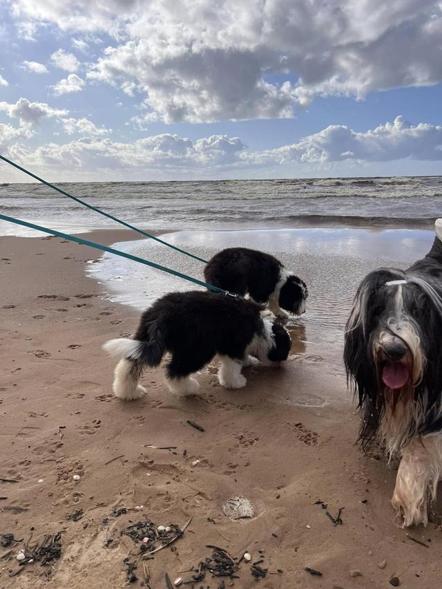 Bearded Collie Puppies  WhatsApp me : +66 63 826 3042 รูปที่ 3