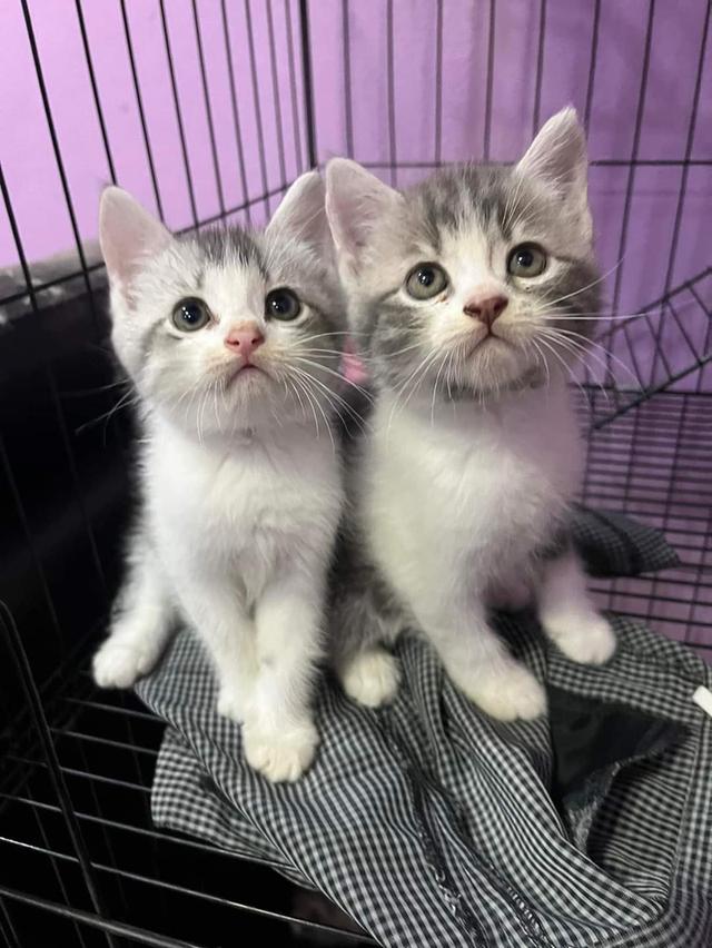 ลูกแมวเปอร์เซียสองพี่น้อง 1