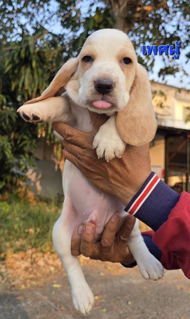 บาสเซ็ตฮาว์ดใบเพ็ดสมาคมพัฒนาพันธุ์สุนัข รูปที่ 8