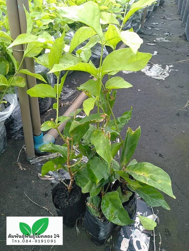 มะลิลา ต้นมะลิลา มะลิร้อยมาลัย