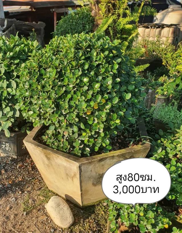 ไทรต่อยอดช้อนเงินช้อนทอง รูปที่ 5