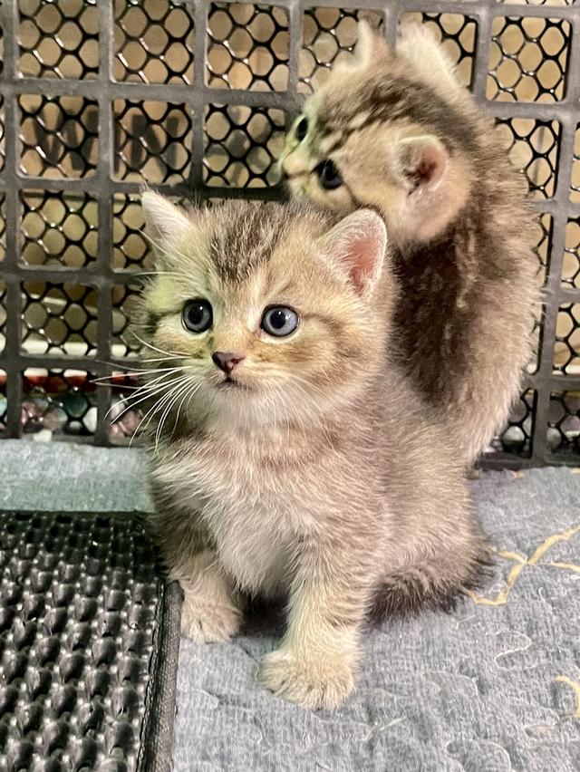 แมวลูกครึ่งบริติช 6