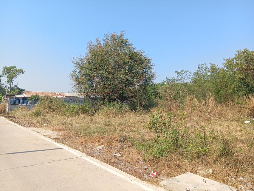 ขายที่ดินเนื้อที่ 200 ตารางวา ถมแล้ว คลองสาม 11/9 คลองหลวง จังหวัดปทุมธานี 8