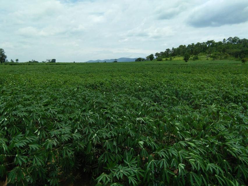 ขออนุญาตครับขายที่ดิน ภดส.11 จำนวน 500กว่าไร่ 1