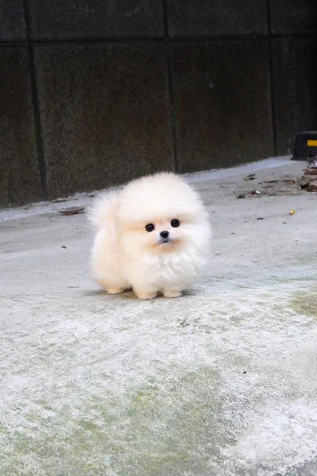 ขาย Pomeranian สีครีม เพศผู้ หน้าหมี ขนแน่น น่ารักมาก นำเข้าจากเกาหลี เกรดพรีเมียม