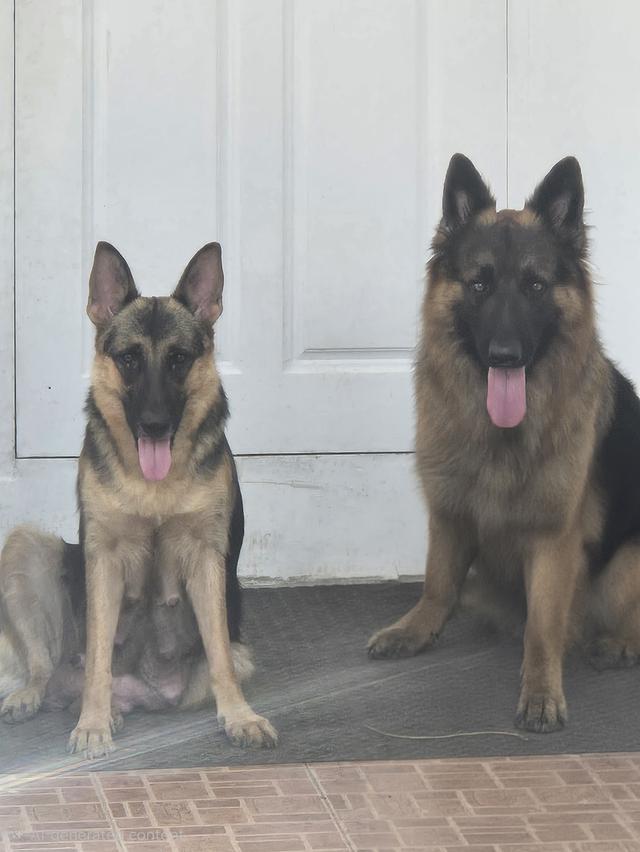 Urgent Sale German Shepherd Puppies and Parents āļĢāļđāļāļāļĩāđ 13