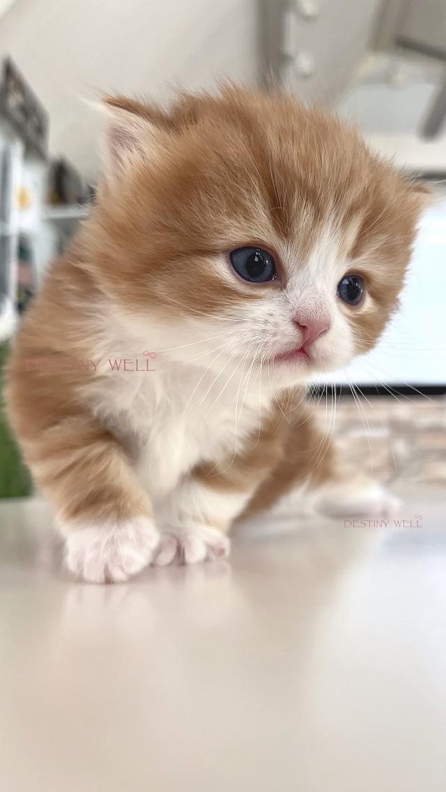 แมวสก๊อตติชแท้ พกใบเพดscfc เพศผู้ รูปที่ 5