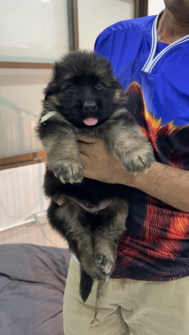 สุนัขพันธุ์เยอรมันเชพเพิร์ด รูปที่ 5