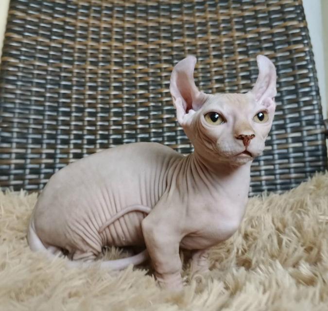 30.แมวดเวล/เพศผู้ Dwelf Cat/Male