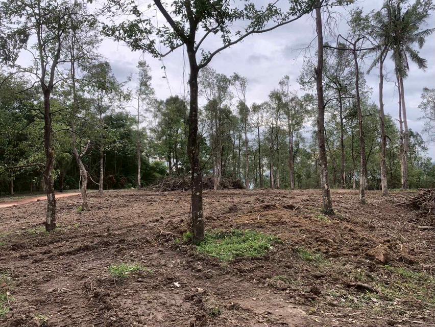 ที่ดินทำเลดี เขาขาด จังหวัดภูเก็ต 4