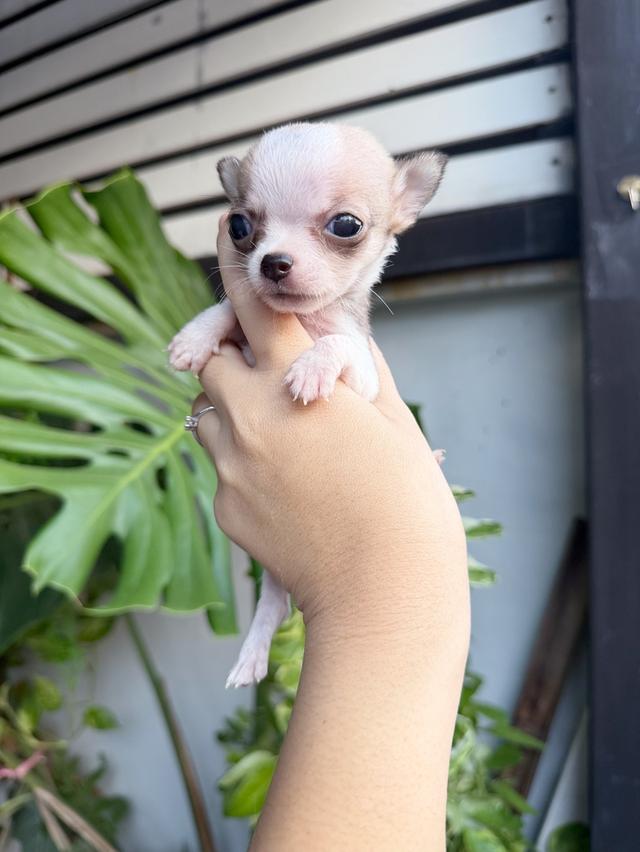 ชิวาวาแท้ขนสั้น เพศผู้ 10