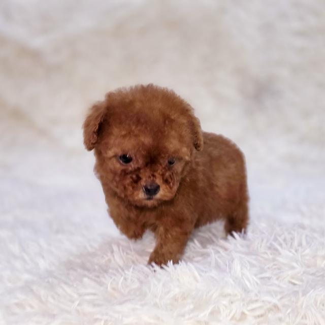 พุดเดิ้ลทอยสายพันธุ์แท้ 6