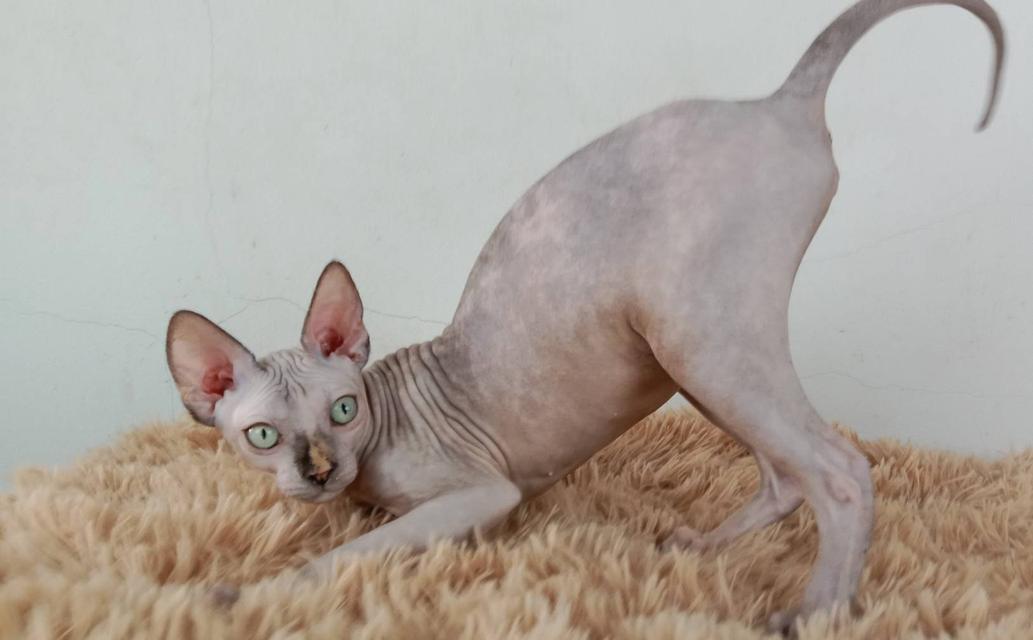 3.แมวสฟิงซ์/เพศเมีย หาบ้าน Sphynx Cat/Female looking for a new home 8