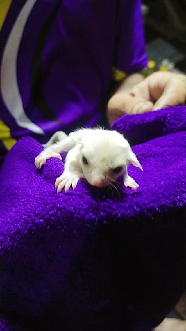 หาบ้านให้ Sugar Glider สองตัว 3