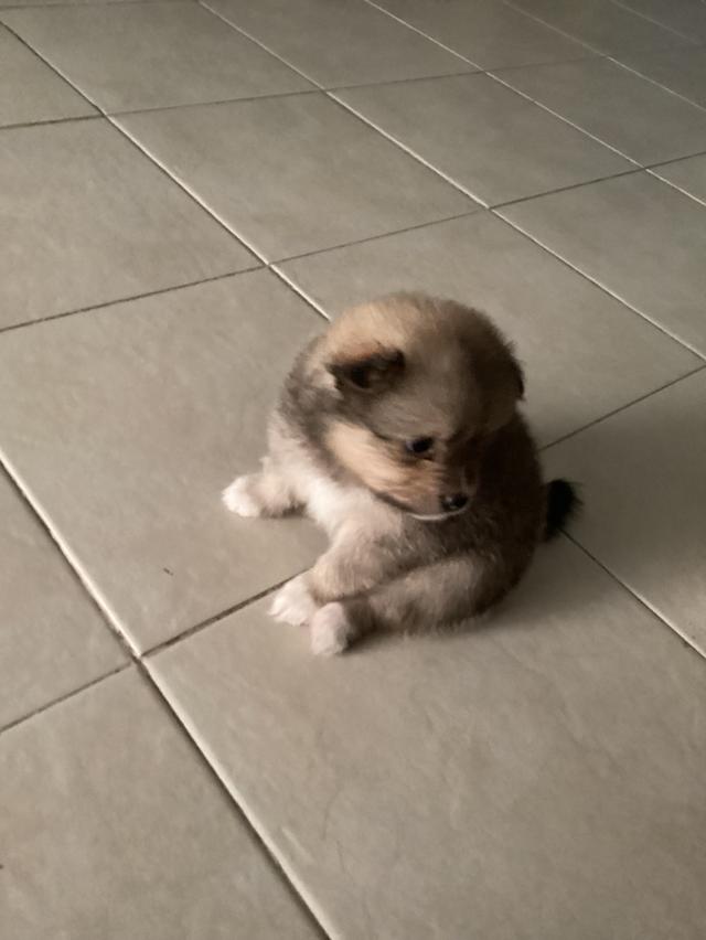 ปอมเปอเรเนียน