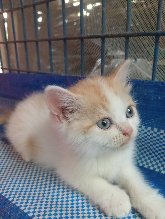 แมวสก็อตติช เพศเมีย น่ารัก รูปที่ 11