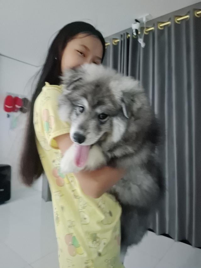 น้องหมา 5