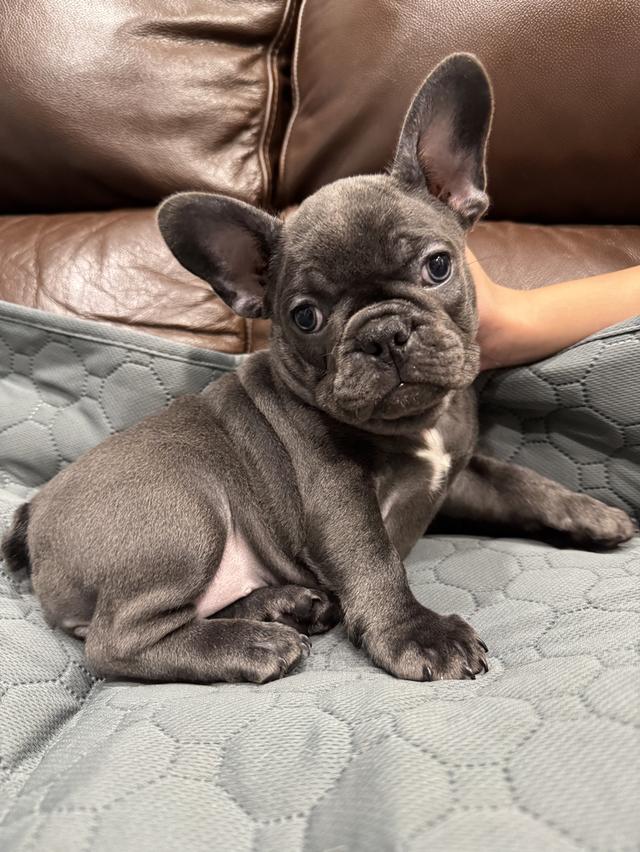 French bulldog