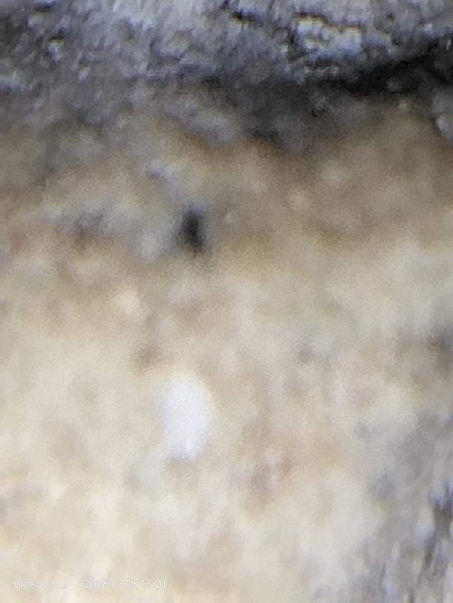 พระสมเด็จวัดระฆังพิมพ์ใหญ่มาตรฐานสากลนิยม รูปที่ 11