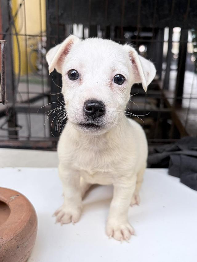 ลูกสุนัขแจ็ครัสเซล ด.ญ. อายุ2เดือน รูปที่ 2