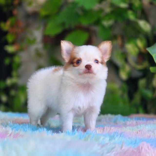 ชิวาวาผสมปอม เพศผู้ พิกัดรามอินทรา 12