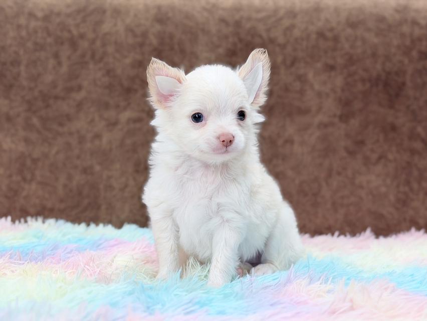 ชิวาวาแท้ ขนยาว เพศผู้ รูปที่ 5