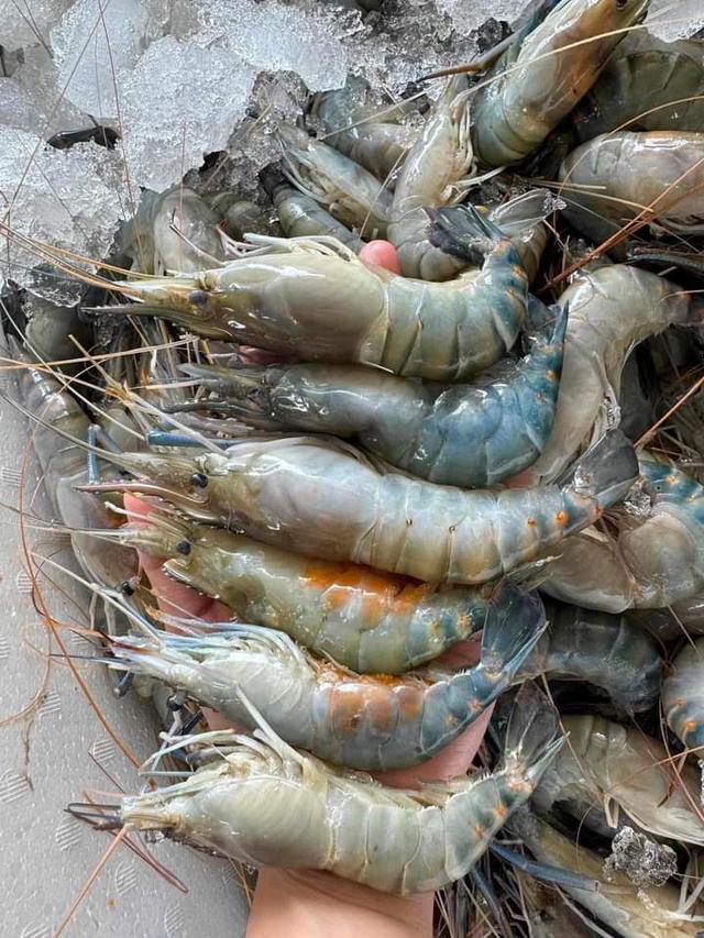 กุ้งแม่น้ำ ขนาดใหญ่ กิโลกรัมละ 300 บาท 3