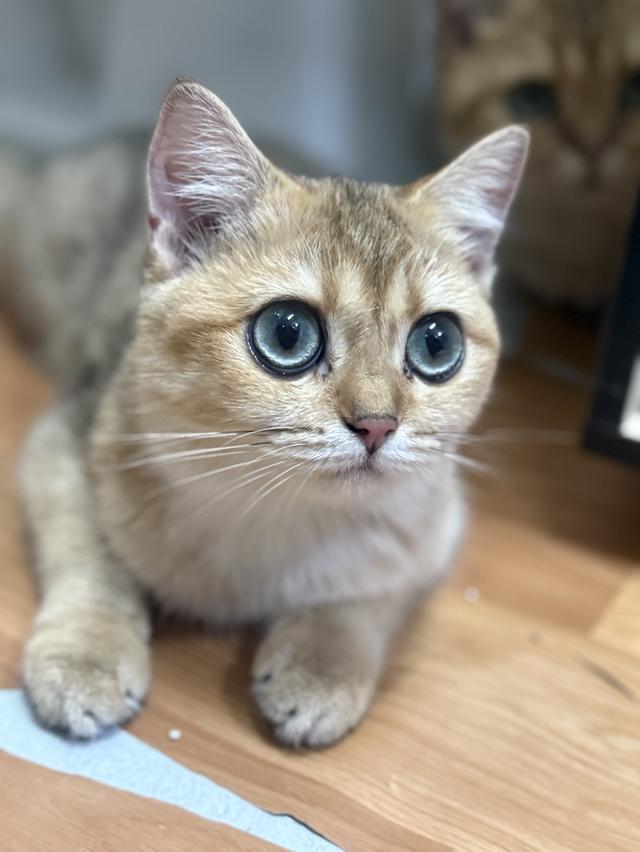 แมวบริติช