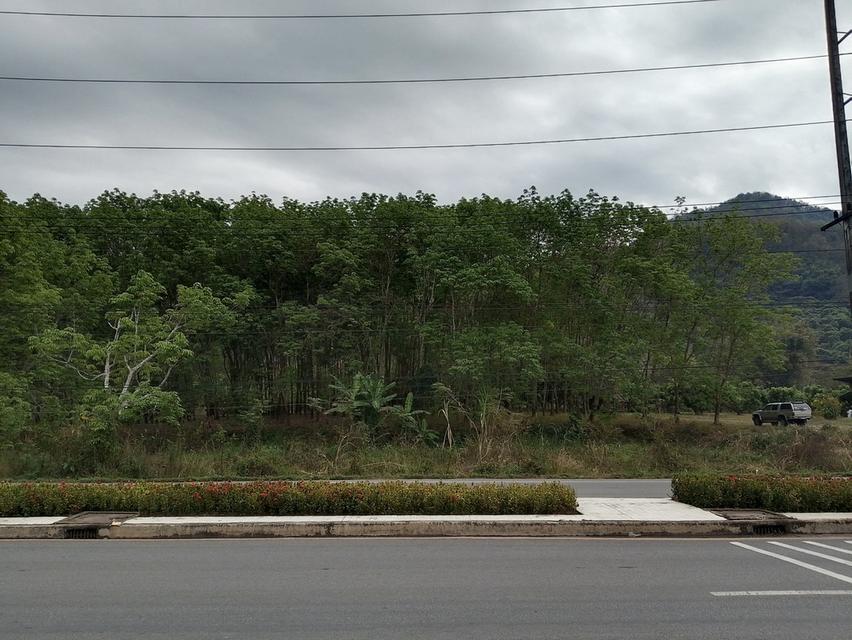 ที่ดินสวนยางพร้อมกรีด 3ไร่1งาน60ตรว 3ล้านบาท 7