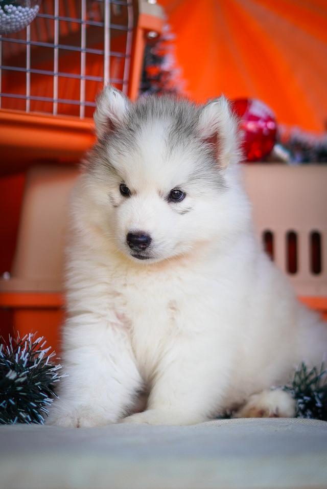 ไซบีเรียนฮัสกี้ Siberian husky ลูกสุนัขไซบีเรียนฮัสกี้ 8