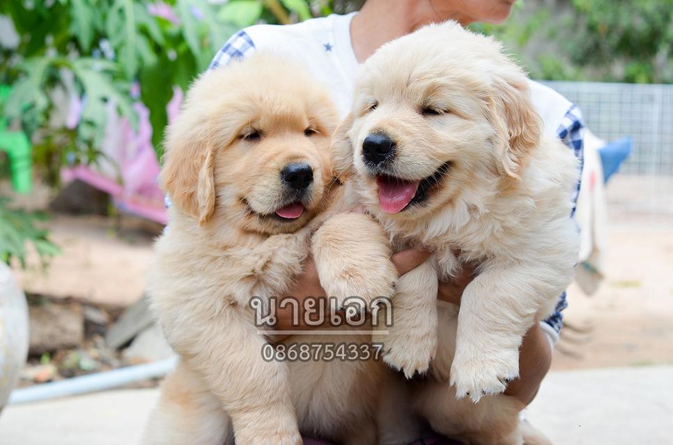 ขายลูกโกลเด้นแท้ ลูกโกลเด้นรีทรีฟเวอร์ พร้อมส่งลูกค้า กรุงเทพฯ นนทบุรี ปทุมธานี สมุทรปราการ ชลบุรี ระยอง โคราช สระบุรี ฉะเชิงเทรา นครนายก ฯลฯ รูปที่ 2