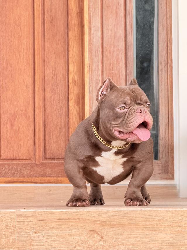 Americanbully exotic รูปที่ 3