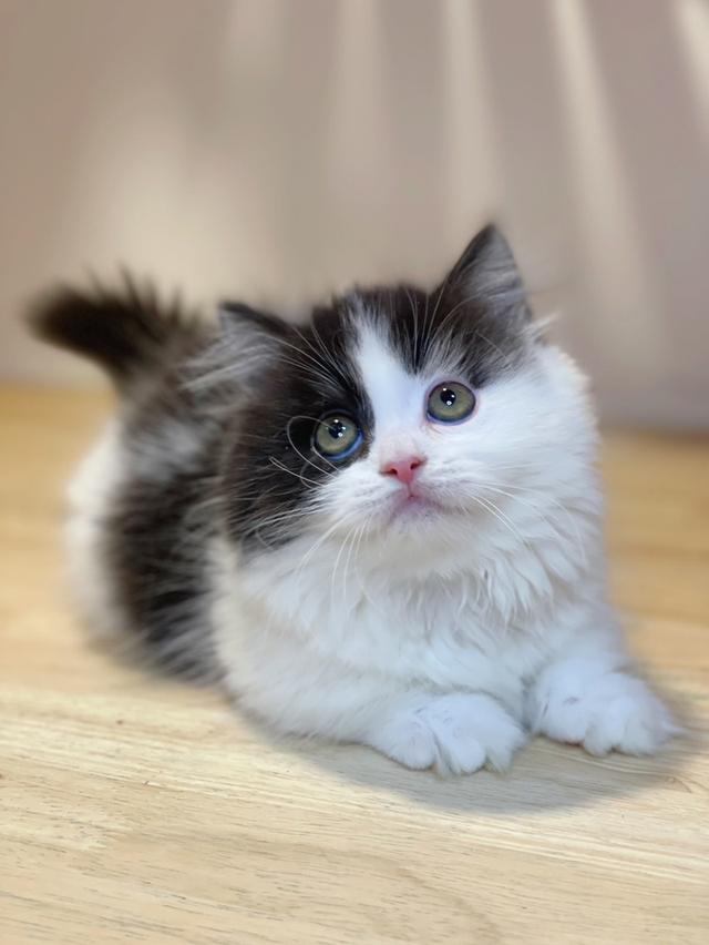 มันช์กิ้นขาสั้นพร้อมย้าย รูปที่ 9