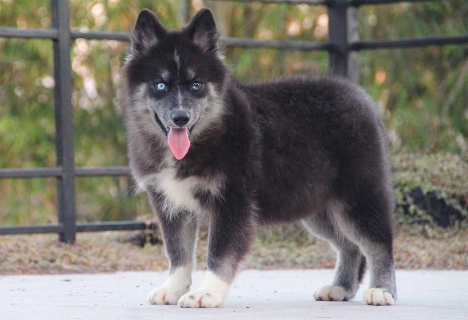 ไซบีเรียนแท้ เพศหญิง ตาสองสี