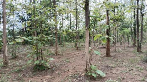 ที่ดินพร้อมสวนป่าสัก 8-2-21 ไร่ ต.ทุ่งยั้ง อ.ลับแล จ.อุตรดิตถ์ รูปที่ 11