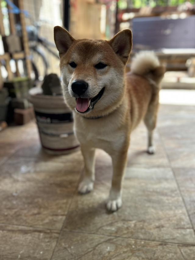 ขายชิบะแท้สีน้ำตาลแดง 6